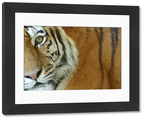 Siberian tiger {Panthera tigris altaica} close-up, captive