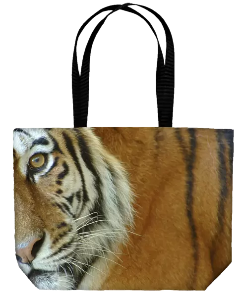 Siberian tiger {Panthera tigris altaica} close-up, captive
