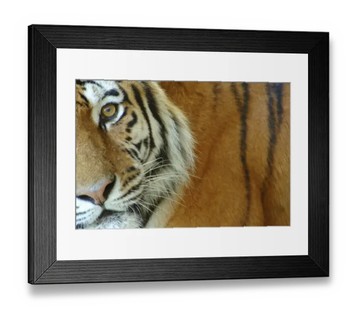 Framed Print : Siberian tiger {Panthera tigris altaica} close-up, captive
