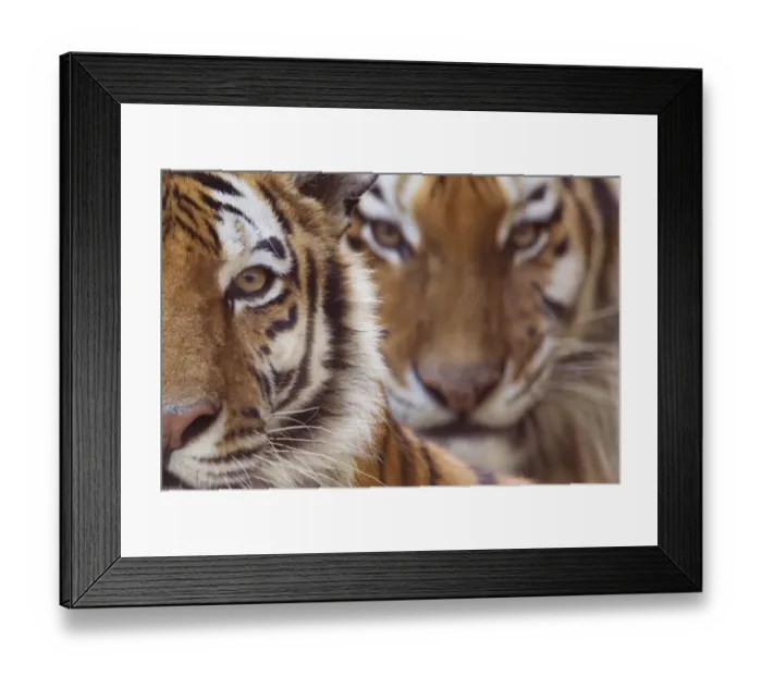 Framed Print : Two Siberian tigers {Panthera tigris altaica} portraits, captive Framed Print : Two Siberian tigers {Panthera tigris altaica} portraits, captive