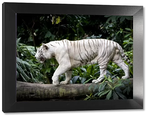 Male White tiger (Panthera tigris tigris). Double recessive gene produces pale colour morph