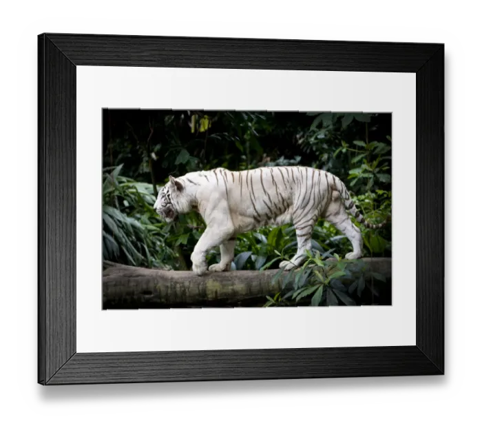 Framed Print : Male White tiger (Panthera tigris tigris). Double recessive gene produces pale colour morph Framed Print : Male White tiger (Panthera tigris tigris). Double recessive gene produces pale colour morph