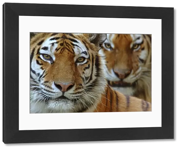 Two Siberian tigers {Panthera tigris altaica} portraits, captive