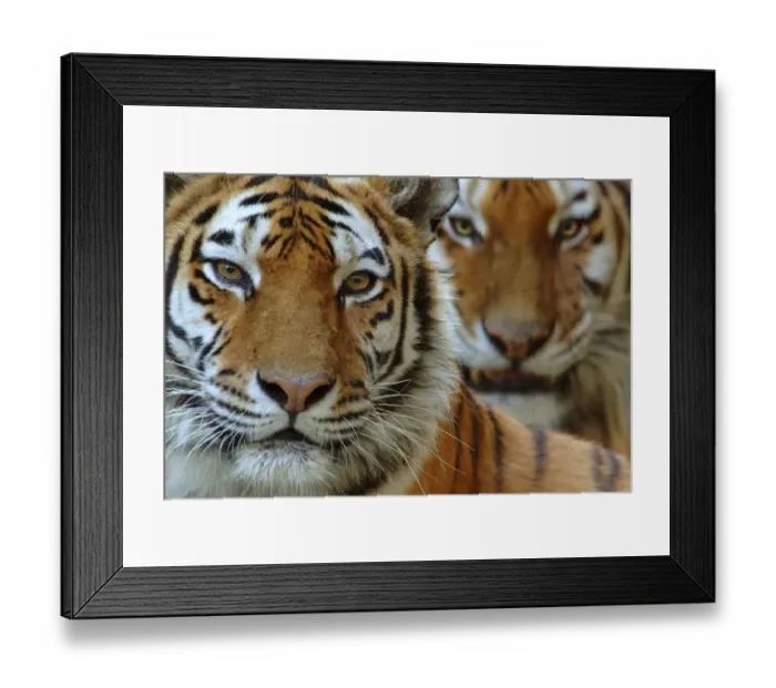 Framed Print : Two Siberian tigers {Panthera tigris altaica} portraits, captive Framed Print : Two Siberian tigers {Panthera tigris altaica} portraits, captive