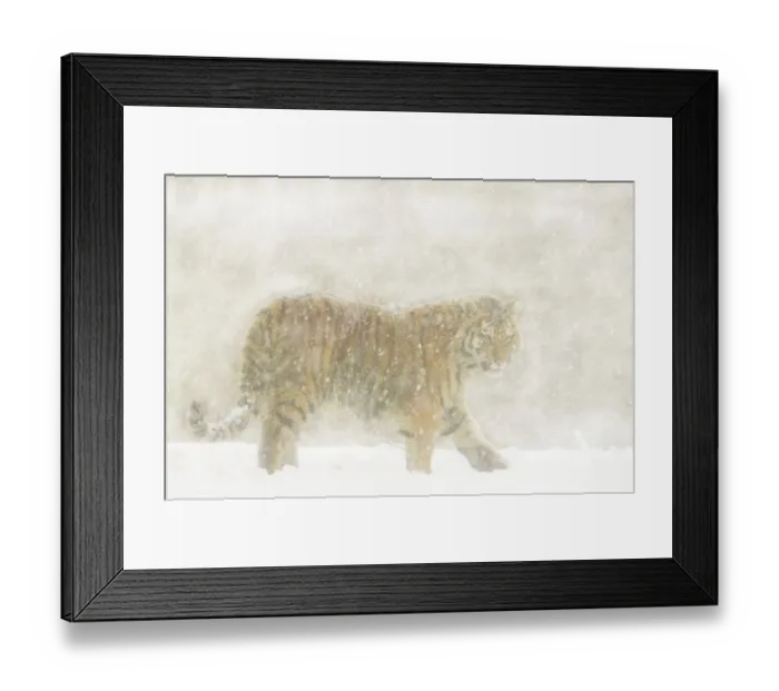 Framed Print : Siberian tiger (Panthera tigris altaica) walking in snowstorm, captive Framed Print : Siberian tiger (Panthera tigris altaica) walking in snowstorm, captive