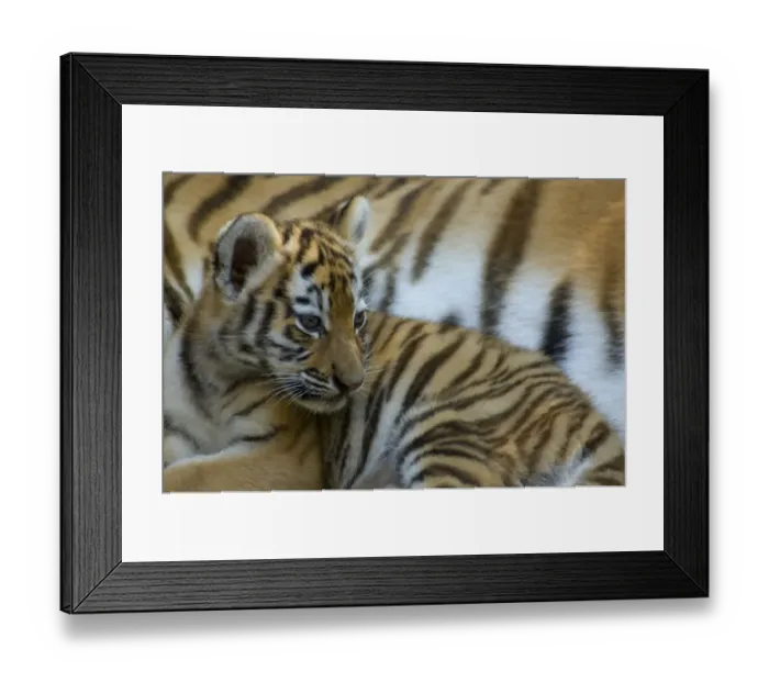 Framed Print : Portrait of Siberian tiger cub (Panthera tigris altaica) lying against beside adul Framed Print : Portrait of Siberian tiger cub (Panthera tigris altaica) lying against beside adul