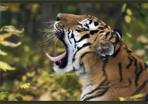 Siberian  /  Amur tiger (Panthera tigris altaica) yawning, Male rescued from poachers