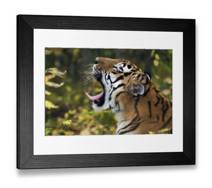 Framed Print : Siberian  /  Amur tiger (Panthera tigris altaica) yawning, Male rescued from poachers