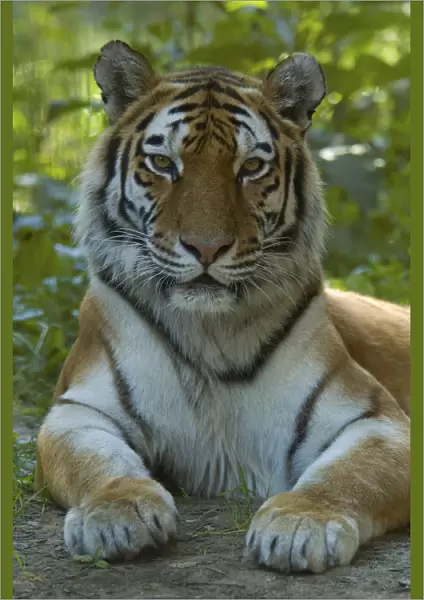 RF- Head portrait of Siberian tiger (Panthera tigris altaica) lying in foliage, captive