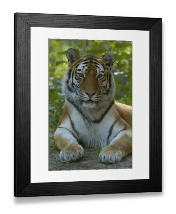Framed Print : RF- Head portrait of Siberian tiger (Panthera tigris altaica) lying in foliage, captive Framed Print : RF- Head portrait of Siberian tiger (Panthera tigris altaica) lying in foliage, captive