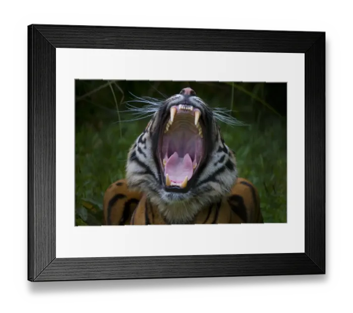 Framed Print : Head portrait of Sumatran tiger (Panthera tigris sumatrae) with mouth wide open in a yawn Framed Print : Head portrait of Sumatran tiger (Panthera tigris sumatrae) with mouth wide open in a yawn