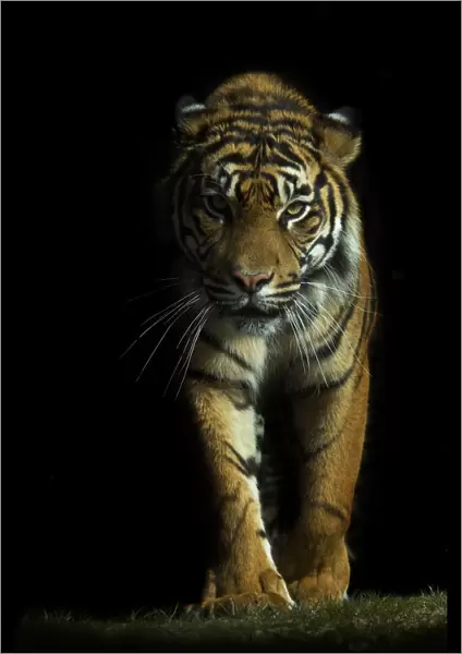 Portrait of Sumatran tiger (Panthera tigris sumatrae) walking towards camera with