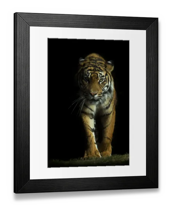 Framed Print : Portrait of Sumatran tiger (Panthera tigris sumatrae) walking towards camera with Framed Print : Portrait of Sumatran tiger (Panthera tigris sumatrae) walking towards camera with