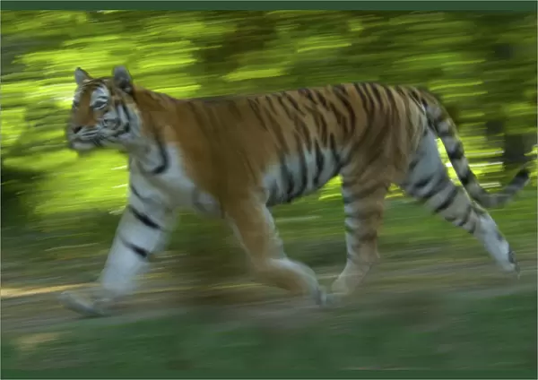 Siberian tiger (Panthera tigris altaica) running in green foliage, captive