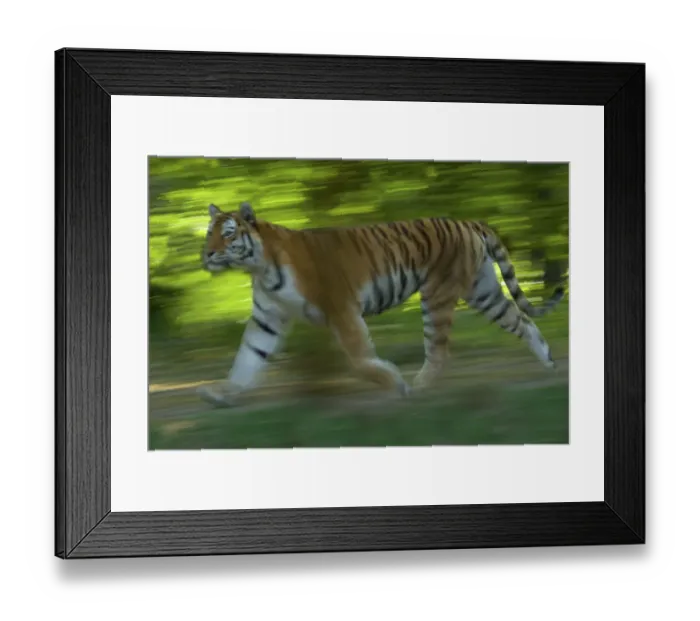Framed Print : Siberian tiger (Panthera tigris altaica) running in green foliage, captive Framed Print : Siberian tiger (Panthera tigris altaica) running in green foliage, captive