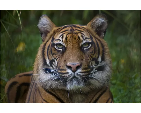 Head portrait of Sumatran tiger (Panthera tigris sumatrae) captive