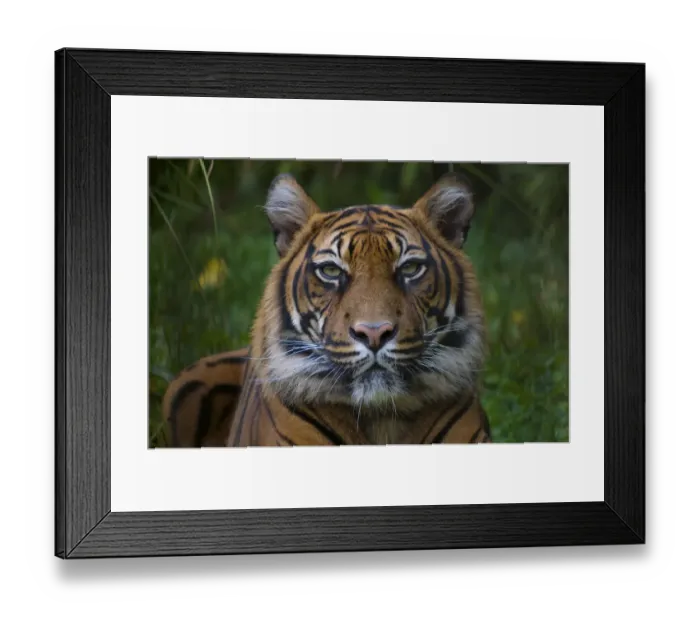 Framed Print : Head portrait of Sumatran tiger (Panthera tigris sumatrae) captive