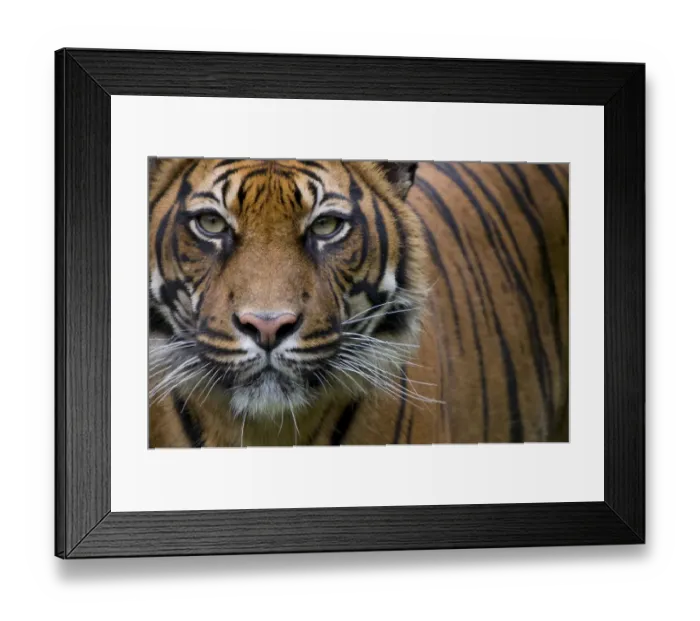 Framed Print : Head portrait of Sumatran tiger (Panthera tigris sumatrae) captive Framed Print : Head portrait of Sumatran tiger (Panthera tigris sumatrae) captive