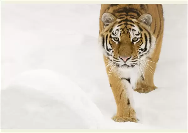 Portriat of Siberian tiger (Panthera tigris altaica) walking in snow, captive
