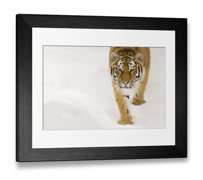 Framed Print : Portriat of Siberian tiger (Panthera tigris altaica) walking in snow, captive