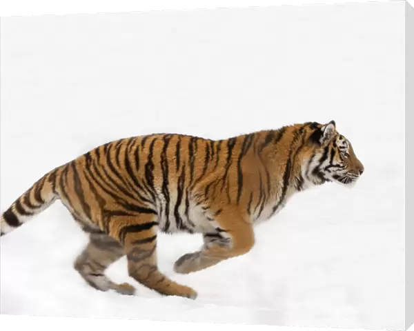 Siberian tiger (Panthera tigris altaica) running in snow, captive