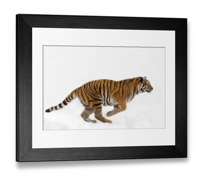 Framed Print : Siberian tiger (Panthera tigris altaica) running in snow, captive Framed Print : Siberian tiger (Panthera tigris altaica) running in snow, captive