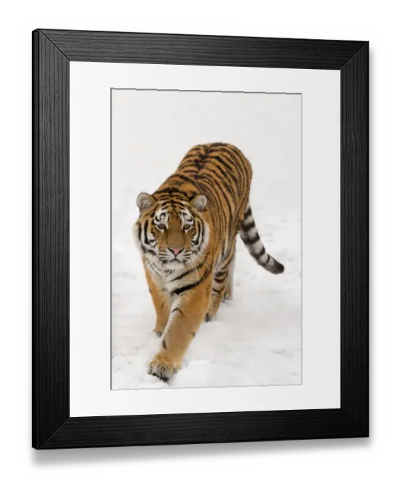 Framed Print : RF- Portrait of Siberian tiger (Panthera tigris altaica) walking in snow, captive Framed Print : RF- Portrait of Siberian tiger (Panthera tigris altaica) walking in snow, captive