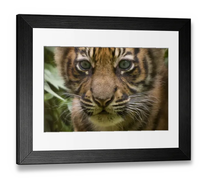 Framed Print : Sumatran tiger (Panthera tigris sumatrae) head portrait of male cub aged two months