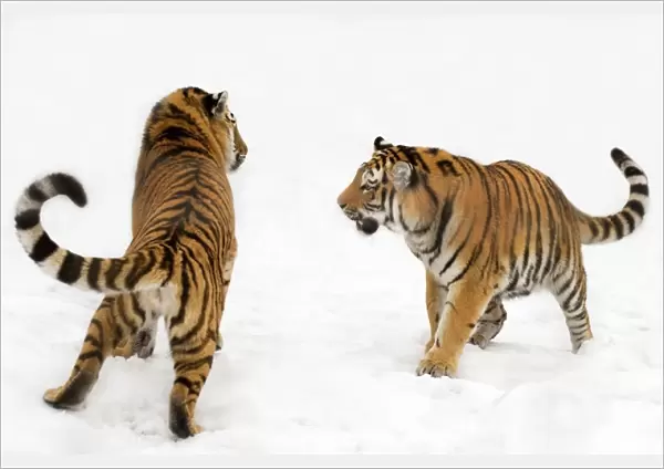 Two Siberian tigers (Panthera tigris altaica) play-fighting in the snow, captive