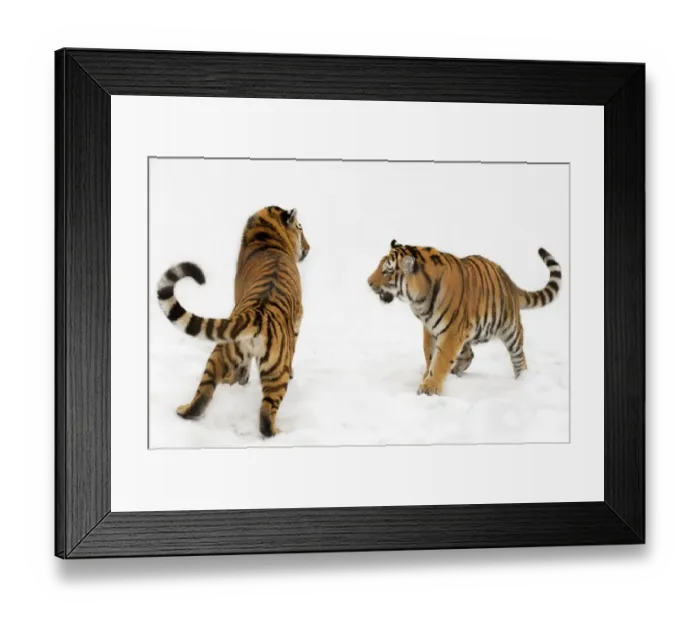 Framed Print : Two Siberian tigers (Panthera tigris altaica) play-fighting in the snow, captive Framed Print : Two Siberian tigers (Panthera tigris altaica) play-fighting in the snow, captive