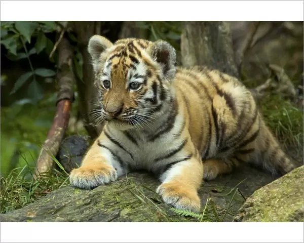 RF- Siberian tiger (Panthera tigris altaica) young cub, lying down, looking away, captive
