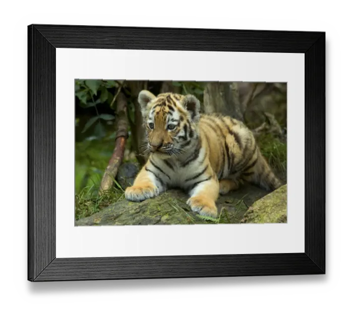 Framed Print : RF- Siberian tiger (Panthera tigris altaica) young cub, lying down, looking away, captive Framed Print : RF- Siberian tiger (Panthera tigris altaica) young cub, lying down, looking away, captive