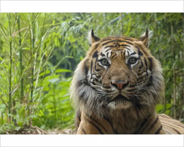 Sumatran tiger (Panthera tigris sumatrae) head portrait of elderly male, captive