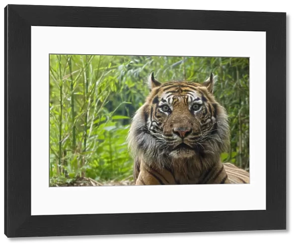 Sumatran tiger (Panthera tigris sumatrae) head portrait of elderly male, captive