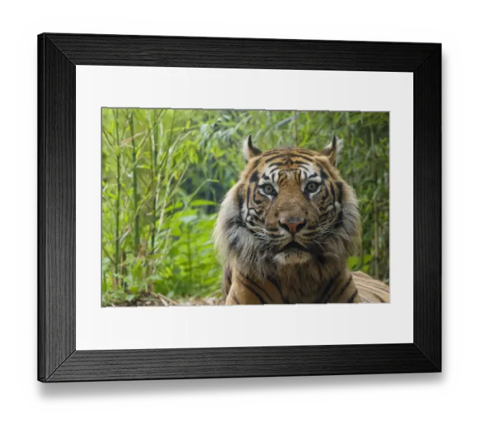 Framed Print : Sumatran tiger (Panthera tigris sumatrae) head portrait of elderly male, captive Framed Print : Sumatran tiger (Panthera tigris sumatrae) head portrait of elderly male, captive
