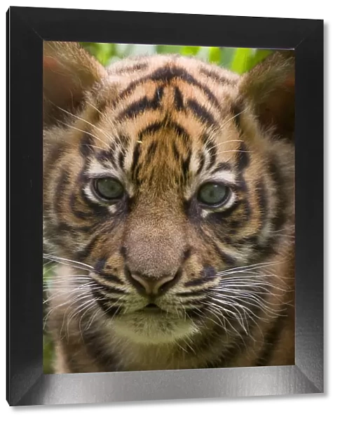 Sumatran tiger (Panthera tigris sumatrae) head portrait of male cub aged two months