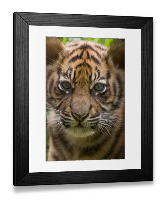 Framed Print : Sumatran tiger (Panthera tigris sumatrae) head portrait of male cub aged two months Framed Print : Sumatran tiger (Panthera tigris sumatrae) head portrait of male cub aged two months