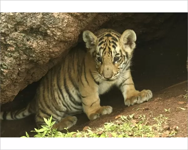 Bengal Tiger (Panthera tigris tigris) young cub, Pench National Park, Madhya Pradesh