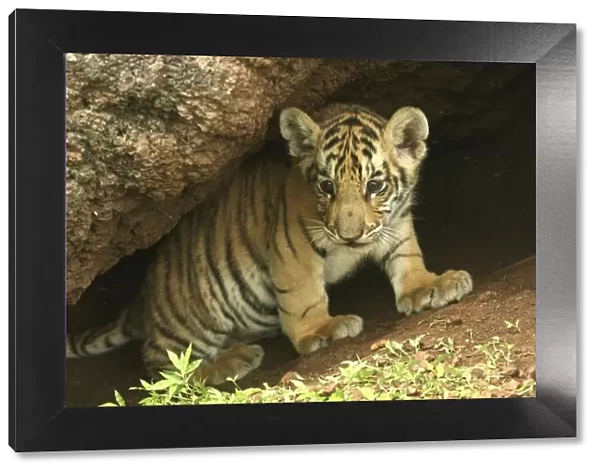 Bengal Tiger (Panthera tigris tigris) young cub, Pench National Park, Madhya Pradesh