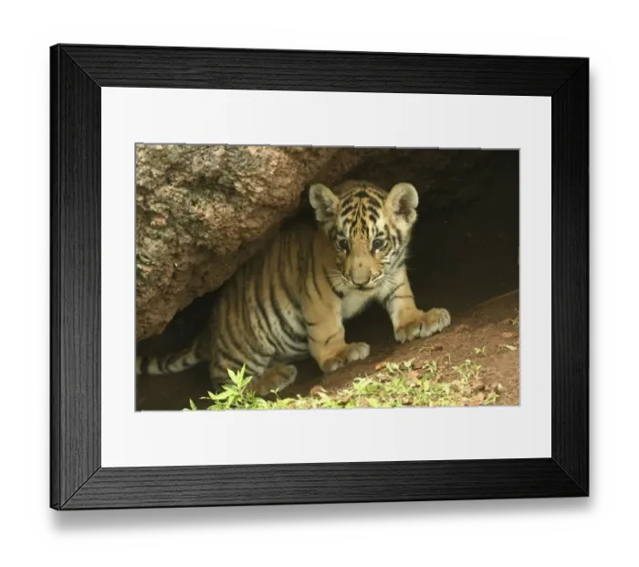Framed Print : Bengal Tiger (Panthera tigris tigris) young cub, Pench National Park, Madhya Pradesh Framed Print : Bengal Tiger (Panthera tigris tigris) young cub, Pench National Park, Madhya Pradesh