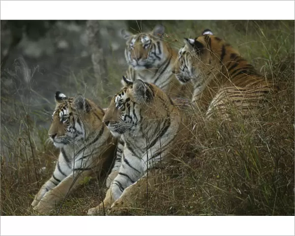 Bengal Tiger (Panthera tigris tigris) family, Pench National Park, Madhya Pradesh