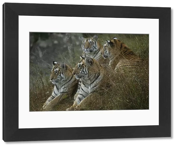 Bengal Tiger (Panthera tigris tigris) family, Pench National Park, Madhya Pradesh