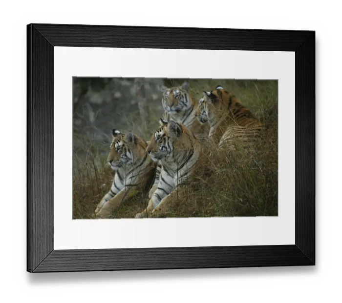 Framed Print : Bengal Tiger (Panthera tigris tigris) family, Pench National Park, Madhya Pradesh Framed Print : Bengal Tiger (Panthera tigris tigris) family, Pench National Park, Madhya Pradesh
