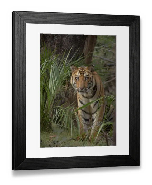 Framed Print : Bengal Tiger (Panthera tigris) sub-adult, approximately 17-19 months old, amongst forest vegetation Framed Print : Bengal Tiger (Panthera tigris) sub-adult, approximately 17-19 months old, amongst forest vegetation