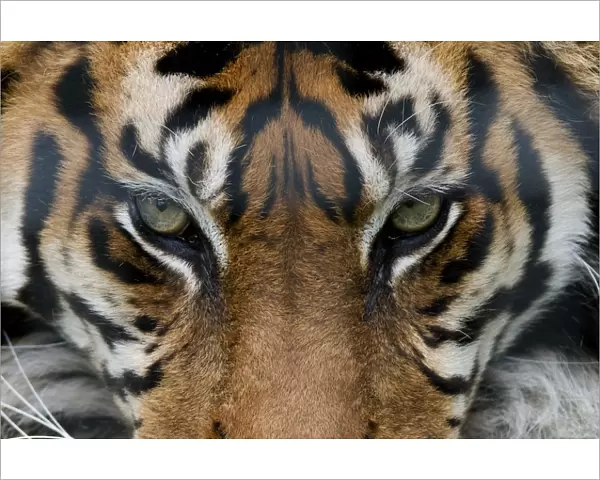 Sumatran tiger (Panthera tigris sumatrae) close-up of eyes, captive