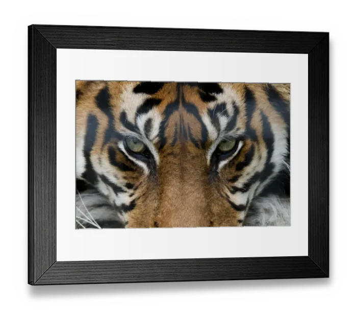 Framed Print : Sumatran tiger (Panthera tigris sumatrae) close-up of eyes, captive Framed Print : Sumatran tiger (Panthera tigris sumatrae) close-up of eyes, captive