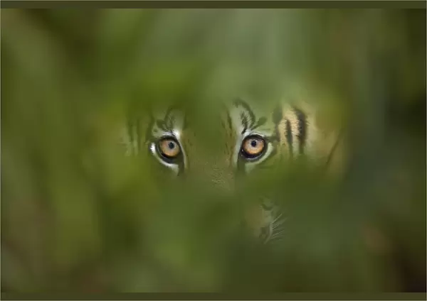 Bengal Tiger (Panthera tigris tigris) captive, with leaves digitally added