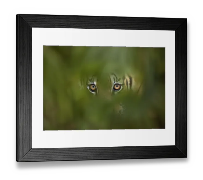 Framed Print : Bengal Tiger (Panthera tigris tigris) captive, with leaves digitally added Framed Print : Bengal Tiger (Panthera tigris tigris) captive, with leaves digitally added