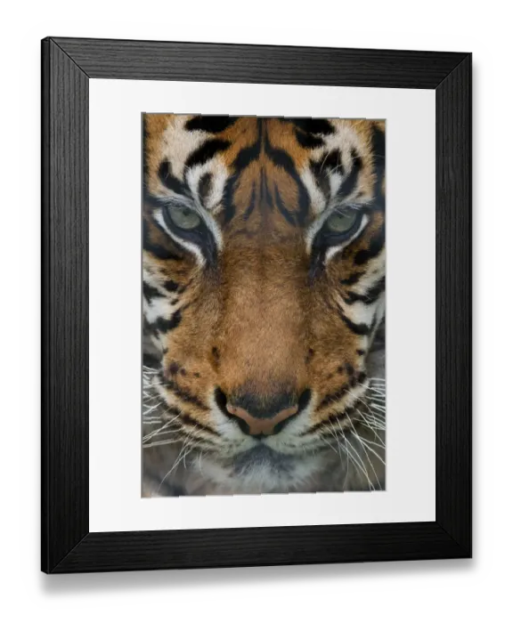 Framed Print : Sumatran tiger (Panthera tigris sumatrae) close-up head portrait, captive Framed Print : Sumatran tiger (Panthera tigris sumatrae) close-up head portrait, captive