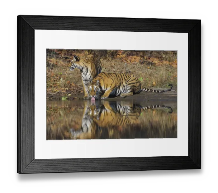 Framed Print : Bengal Tigers (Panthera tigris tigris) adult female drinking water, her juvenile cub beside her